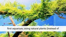 Aquarium Plants Brown Experts United Kingdom