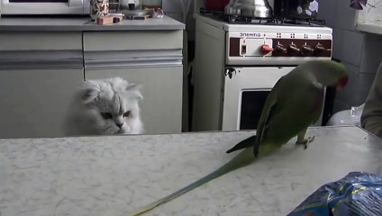 Попугай трясет хвостом перед котом!