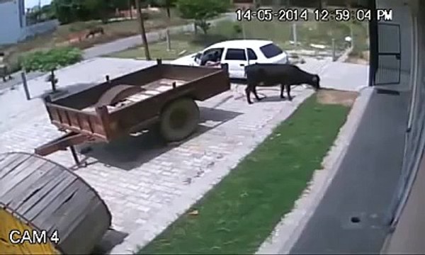 Vaca roubada da forma mais insólita que vais ver...