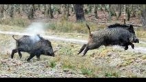 chasse sanglier - chasse au sanglier chasse sanglier - hunting wild boar