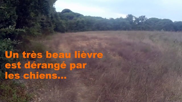 Superbe Ouverture 2015-2016 sanglier 60 Kg Chasse Grands Gibiers