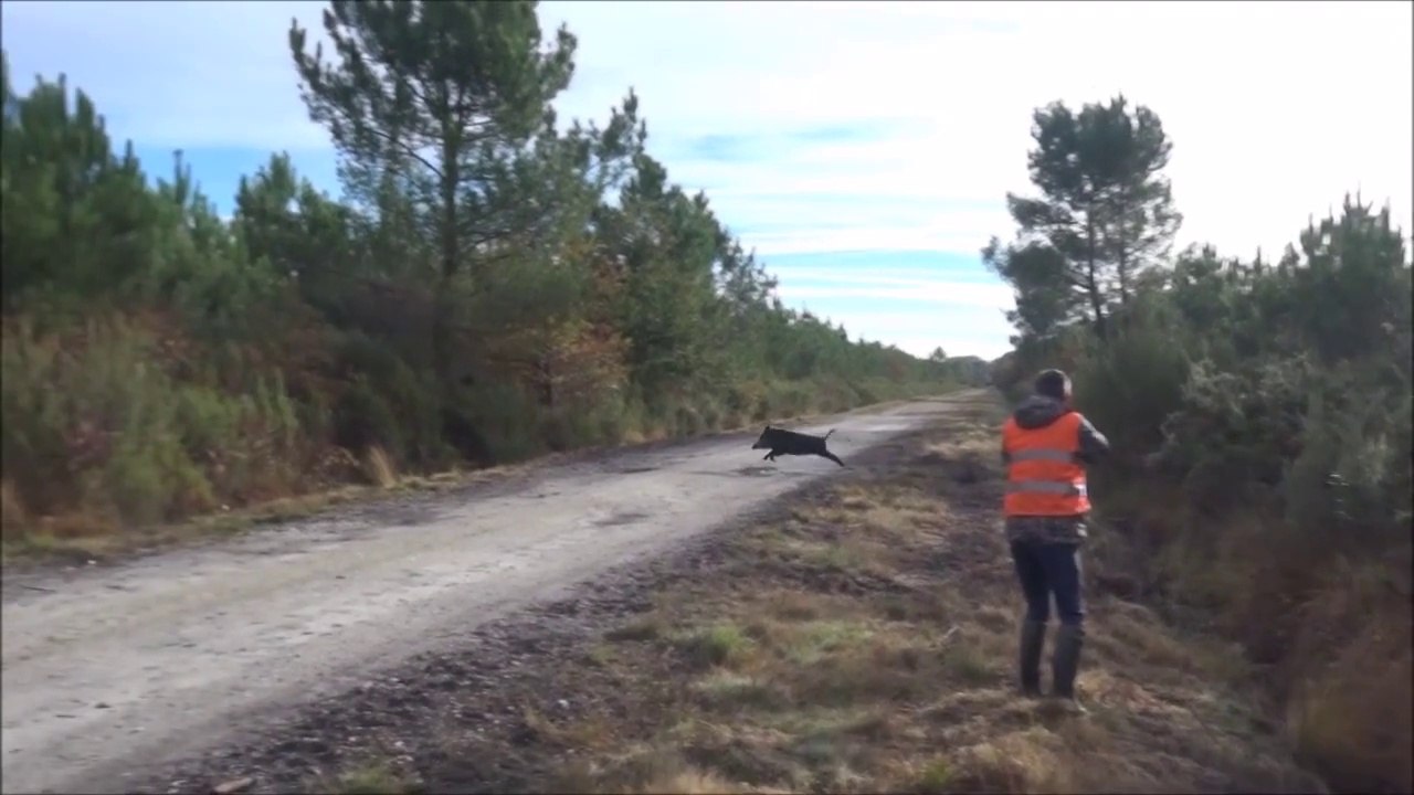 tir d'un sanglier a 15mètres   belle chasse