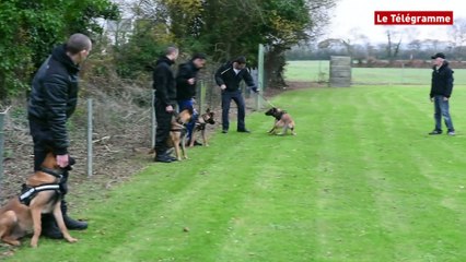 Dressage de chiens