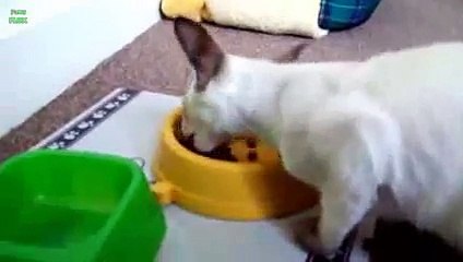 Cats Saying Nom Nom Nom While Eating Compilation 2016 [HD]