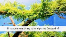 Aquarium Plants Beginners Professionals Aquariumplantsuk.Co.Uk