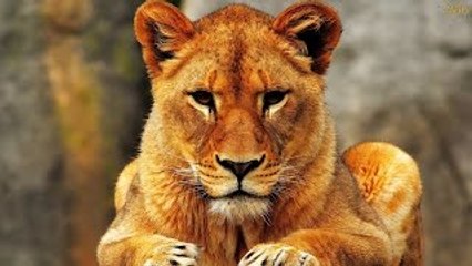 A Leoa Solitária (Dublado) - Documentário National Geographic