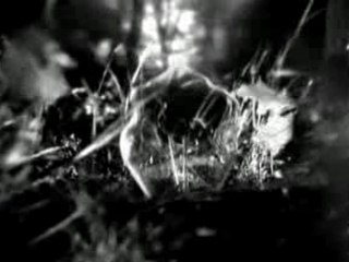 Bjork - Isobel