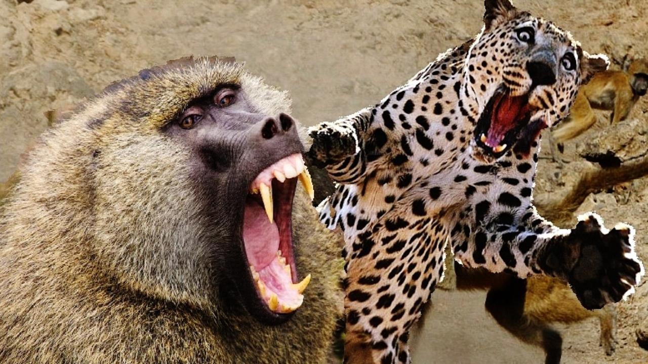 Top 10 Animal Fight  2015