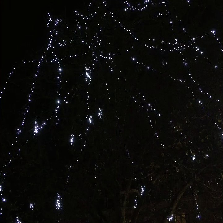Arbre illuminé Poitiers