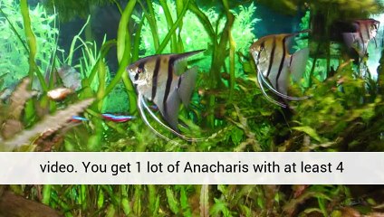 Aquarium Plants Database Sales And Information United Kingdom