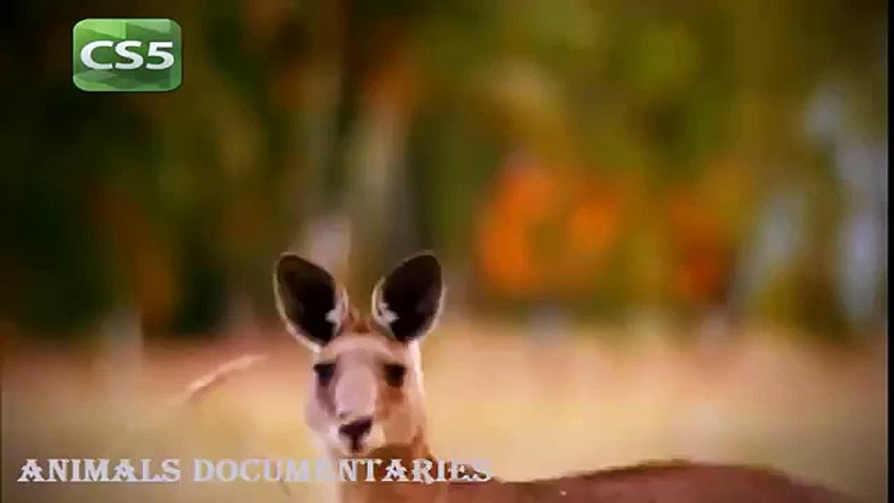 National Geographic 2015 - Wildlife Lions Animals