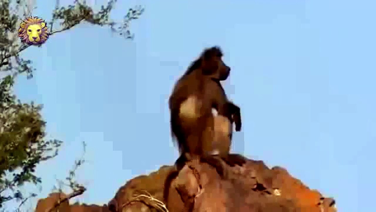 National Geographic Documentary 2015 - Elephant & Lion Attack and More