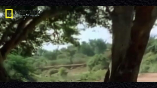 Animal Documentary - Crocodiles & Hippo Fighting To The Death - African Crocodile Documentaries