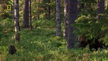 [National Geographic] Wild Russia - Primeval Valleys HD (Nature Documentary)