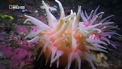 [Nat Geo Wild] The Great Bear Rainforest (Nature Documentary)