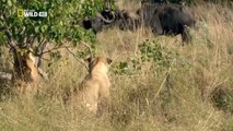 [Nat Geo Wild HD] Wild Botswana - Lion Brotherhood HD (Nature Documentary)