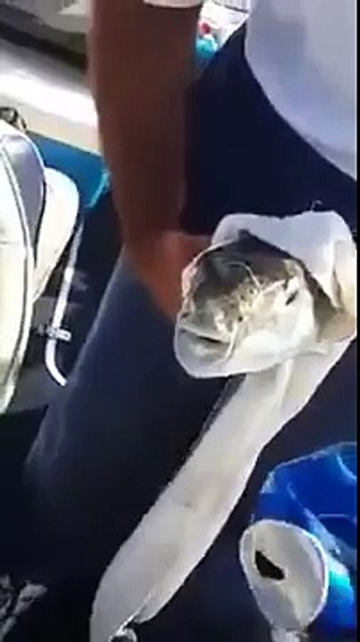 Puffer fish biting cola can