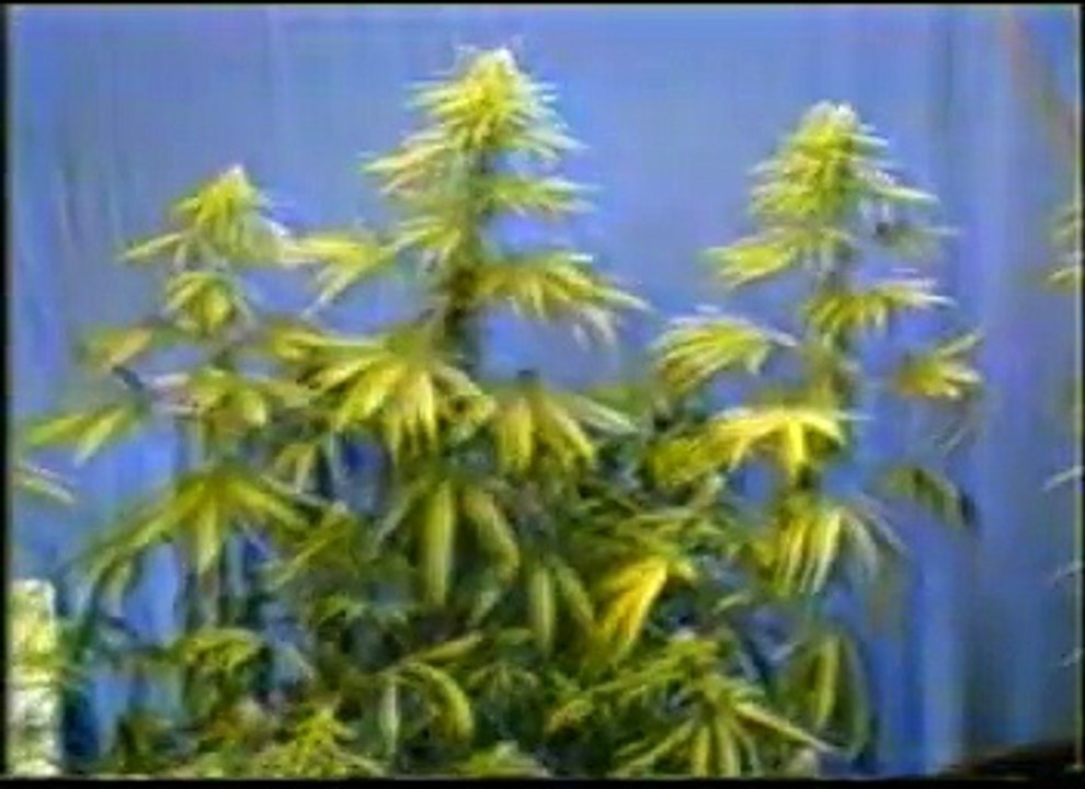 The Hemp Revolution