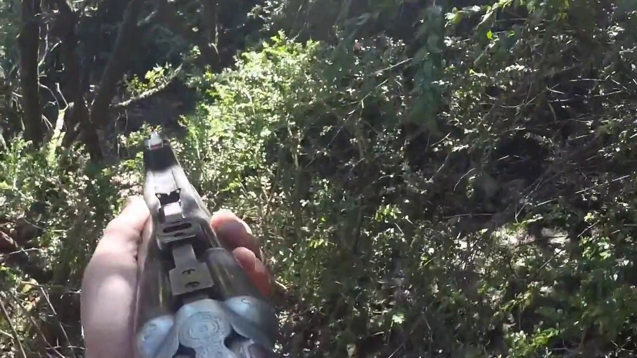 Chasse aux Grands Gibier - Tir de 3 Sangliers