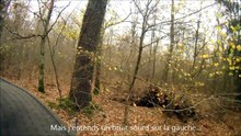 Tir d'un cerf en battue (chasse au sanglier)
