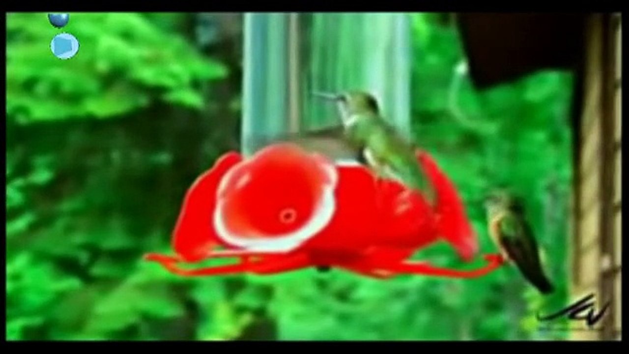 Tentando chamar a tua atenção   Bira Gomes   ACS