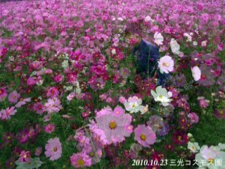 2010/10　三光コスモス園