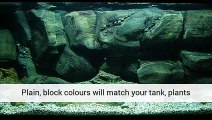 Aquarium Plants Easy To Keep For Sale United Kingdom
