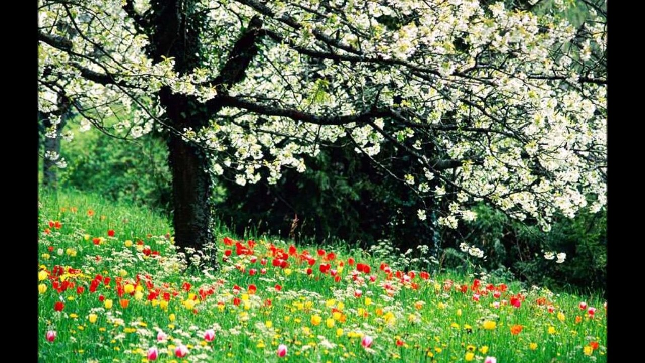 Le printemps , par DMG Sarok.