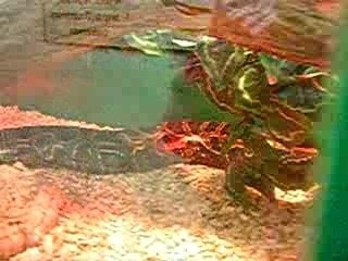 Python Programming Basics 🐍