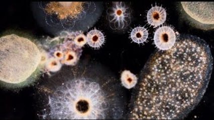 Manta Ray by J. Ralph & Antony (Original Song / Main Theme From Racing Extinction SNDTRK)