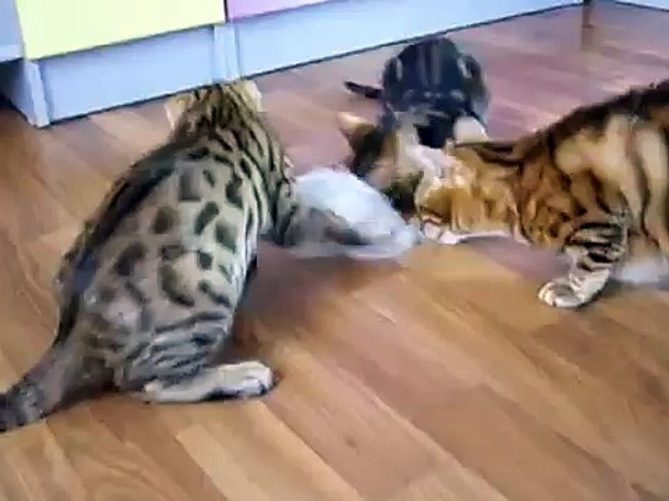Красочные бенгальские котики