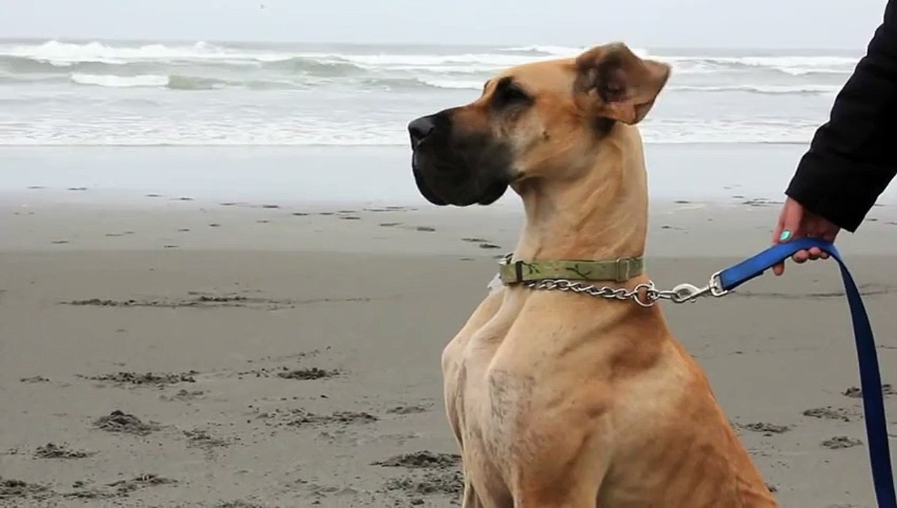 Great Dane at the Beach
