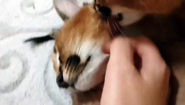 Милые каракалы