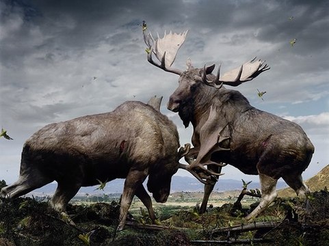 Wild Animal lions Couple Attacked Buffalo Safari2 NEW@croos