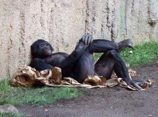 Amazing Shark Attack on Giant Whale_ Hundreds of Sharks_ Wild Animal Attacks