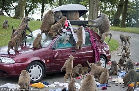 Animal Fights - Animal Wild Attack - Lion vs Tiger vs Buffalo vs Hyena - Best Animal Fights