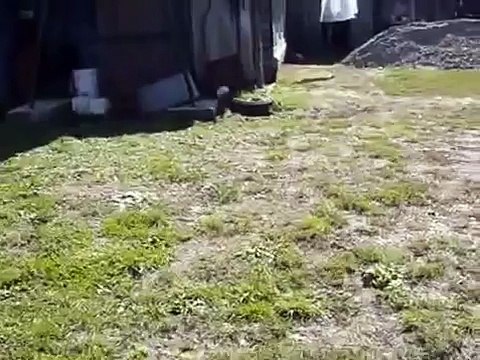 Собака атакует кошку - кошка атакует собаку!