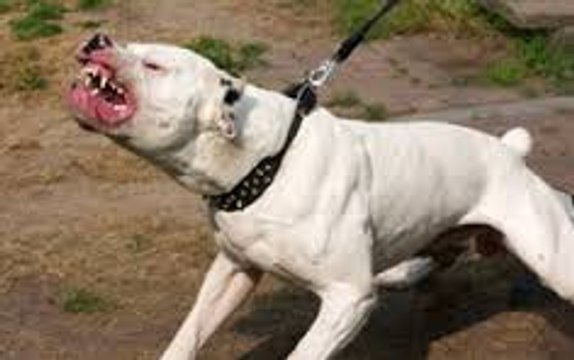 Ataques de animales salvajes - Wild Animal Attacks Crocodile vs Jaguar_Lion Attack Friendly Powerful and Most Dangerous Best Wild Animal Videos Full length BBC documentary 2015 Top 5 Wild Animal Attacks Lions DEADLY ATTACK on ANIMALS - Lions fighting to