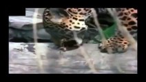 Crocodile vs Jaguar_Lion Attack Friendly Powerful and Most Dangerous  Best Wild Animal Videos Full length BBC documentary 2015 Top 5 Wild Animal Attacks Lions DEADLY ATTACK on ANIMALS - Lions fighting to death Wild HQ Lions Most Powerful and Dangerous Att