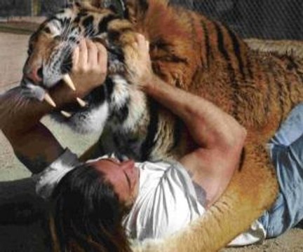 Full length BBC documentary 2015 Top 5 Wild Animal Attacks Lions DEADLY ATTACK on ANIMALS - Lions fighting to death Wild HQ Lions Most Powerful and Dangerous Attack on other Animals Best Wild Animal VideosHD