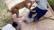 Lions DEADLY ATTACK on ANIMALS - Lions fighting to death Wild HQ Lions Most Powerful and Dangerous Attack on other Animals  Best Wild Animal Videos