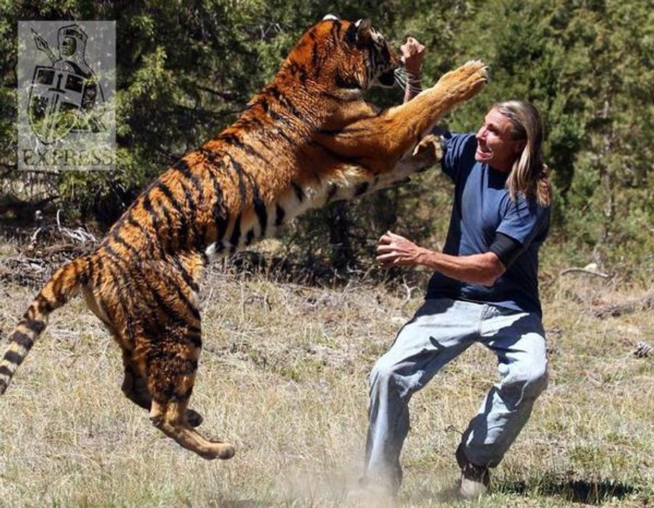 Lions Most Powerful and Dangerous Attack on other Animals  Best Wild Animal Videos