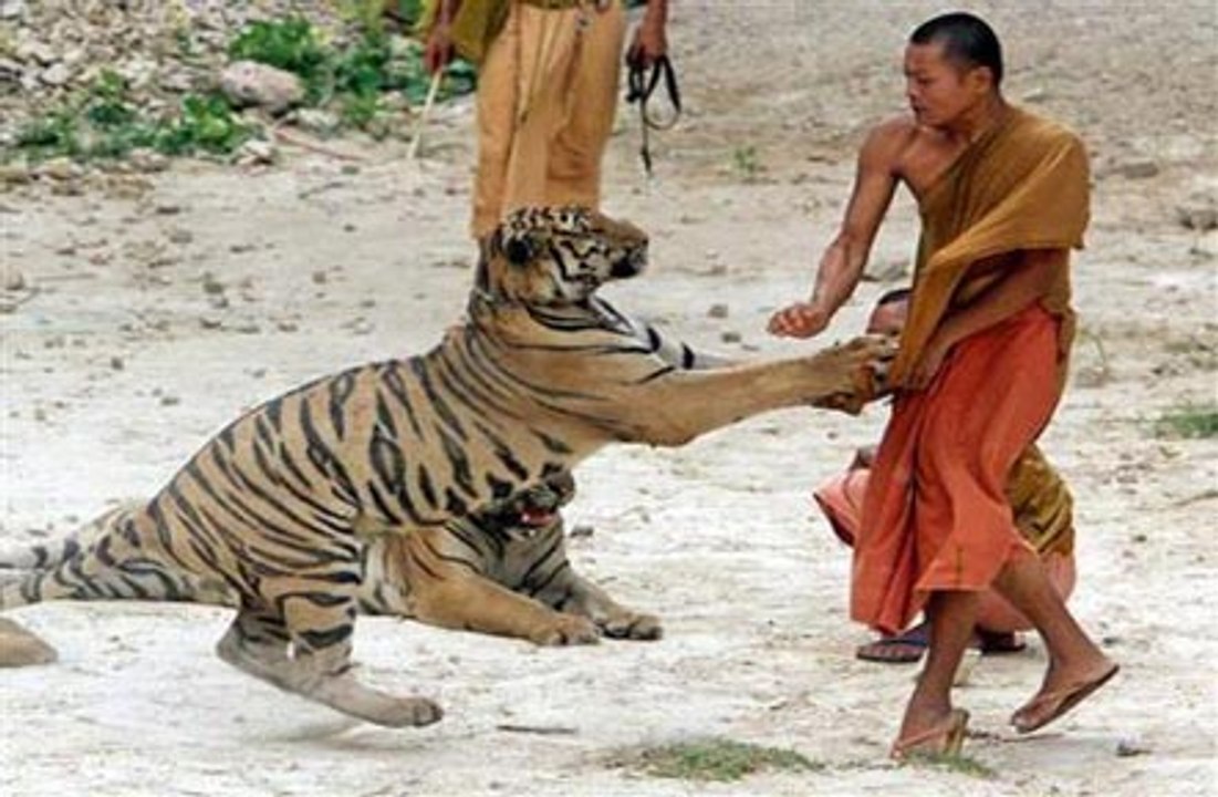 Male Lion vs Black Bear_Lions Most Powerful and Dangerous Attack on other Animals  Best Wild Animal Videos