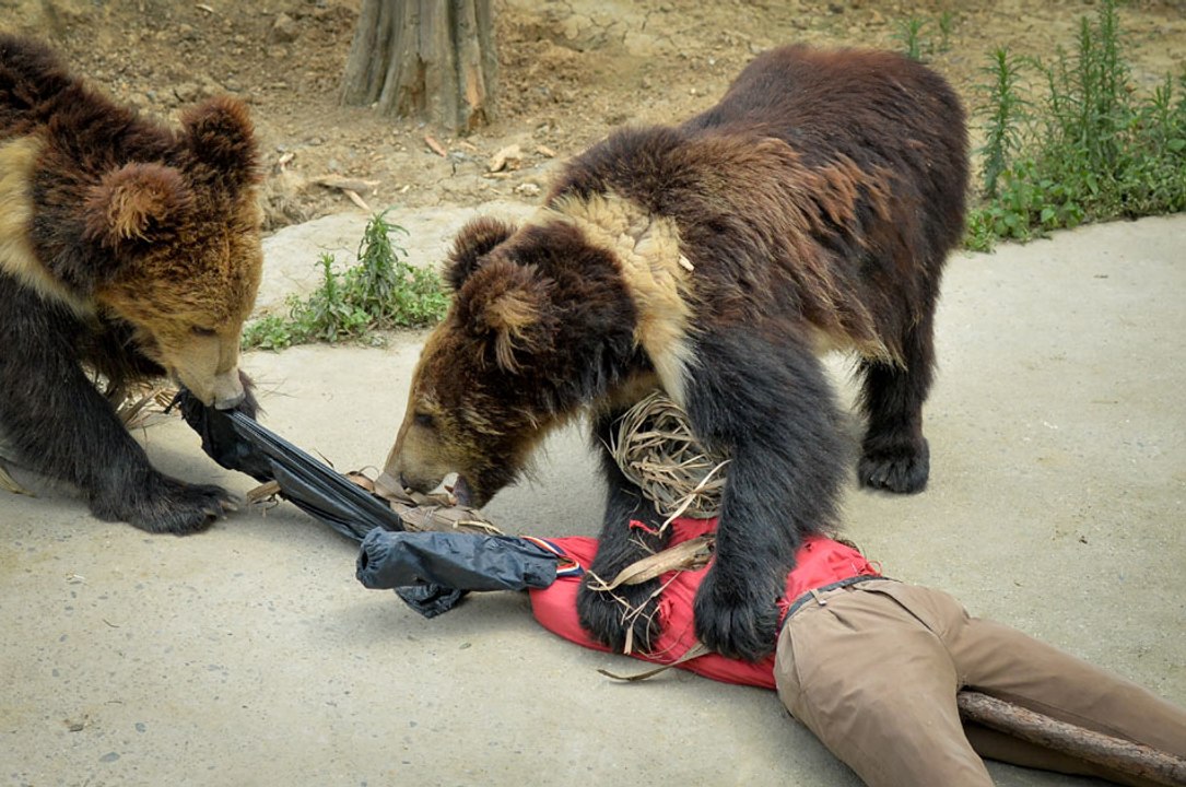 Wild Animal Fights 2015 -  Tiger vs Lion - Who is the real King_ _ HD_1080p