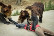 Wild Animal Fights 2015 -  Tiger vs Lion - Who is the real King_ _ HD_1080p