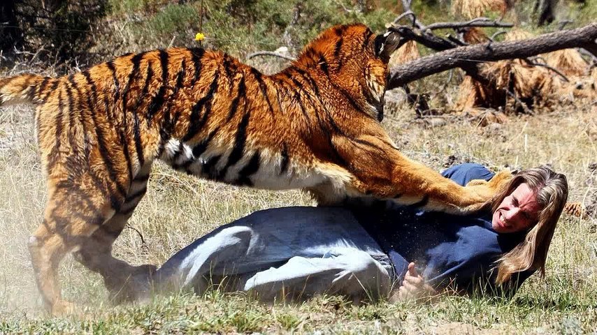 Animal Fights - Animal Wild Attack - Lion vs Tiger vs Buffalo vs Hyena - Wild  Animal CROCODILE A FIERCE ATTACK deer Safari2 NEW@croos Best Animal Fights  - CenturyLink
