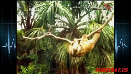 Eagle vs sloth - Animals Attack