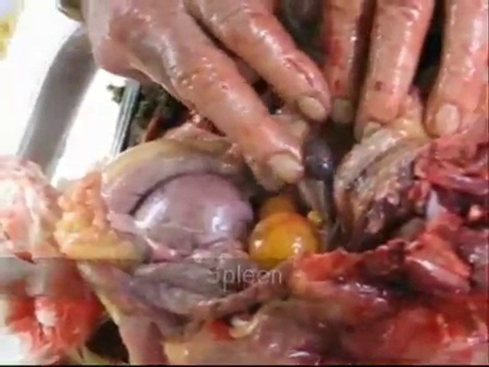 Introduction to avian anatomy