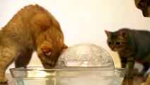 Amazing Seen of Cats Playing With Ice  Ball Look at