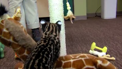 Смешной котенок оцелот